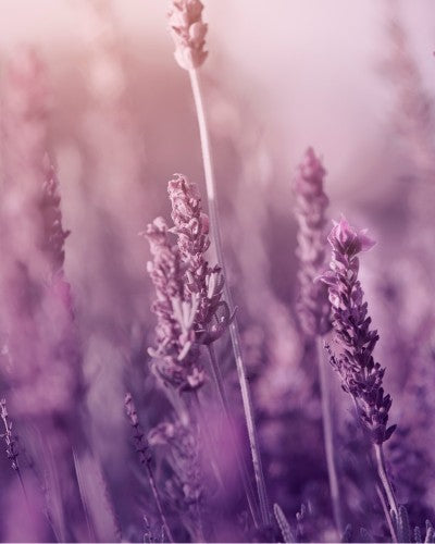 Natural Body Care Gift Set “Enchanting Lavender”