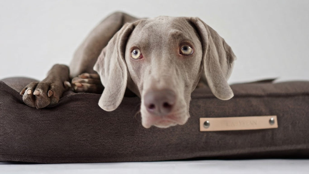 Töve cojín para perro marrón con perro